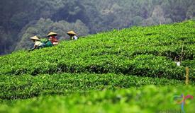 puncak-tea plantation-bandung-west-java.jpg